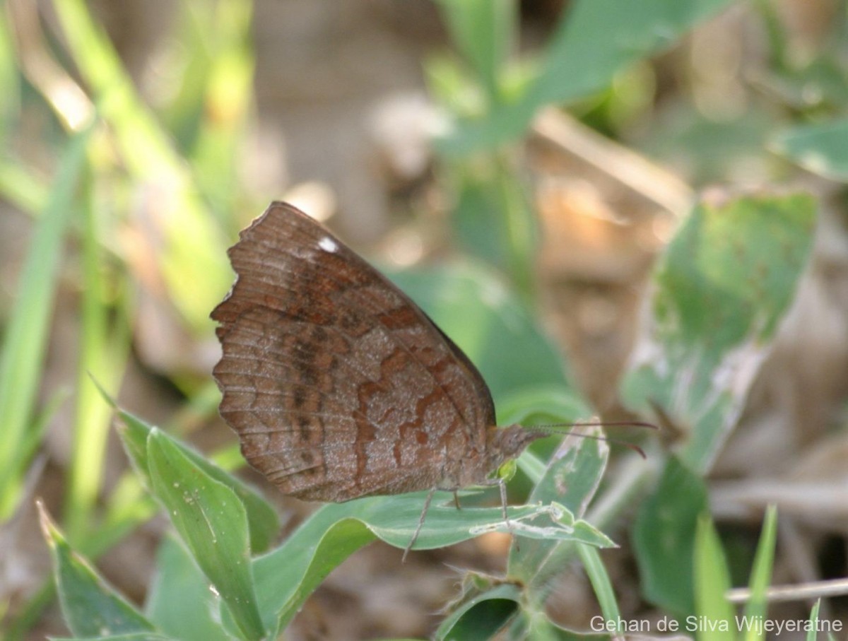 Ariadne ariadne Linnaeus, 1763